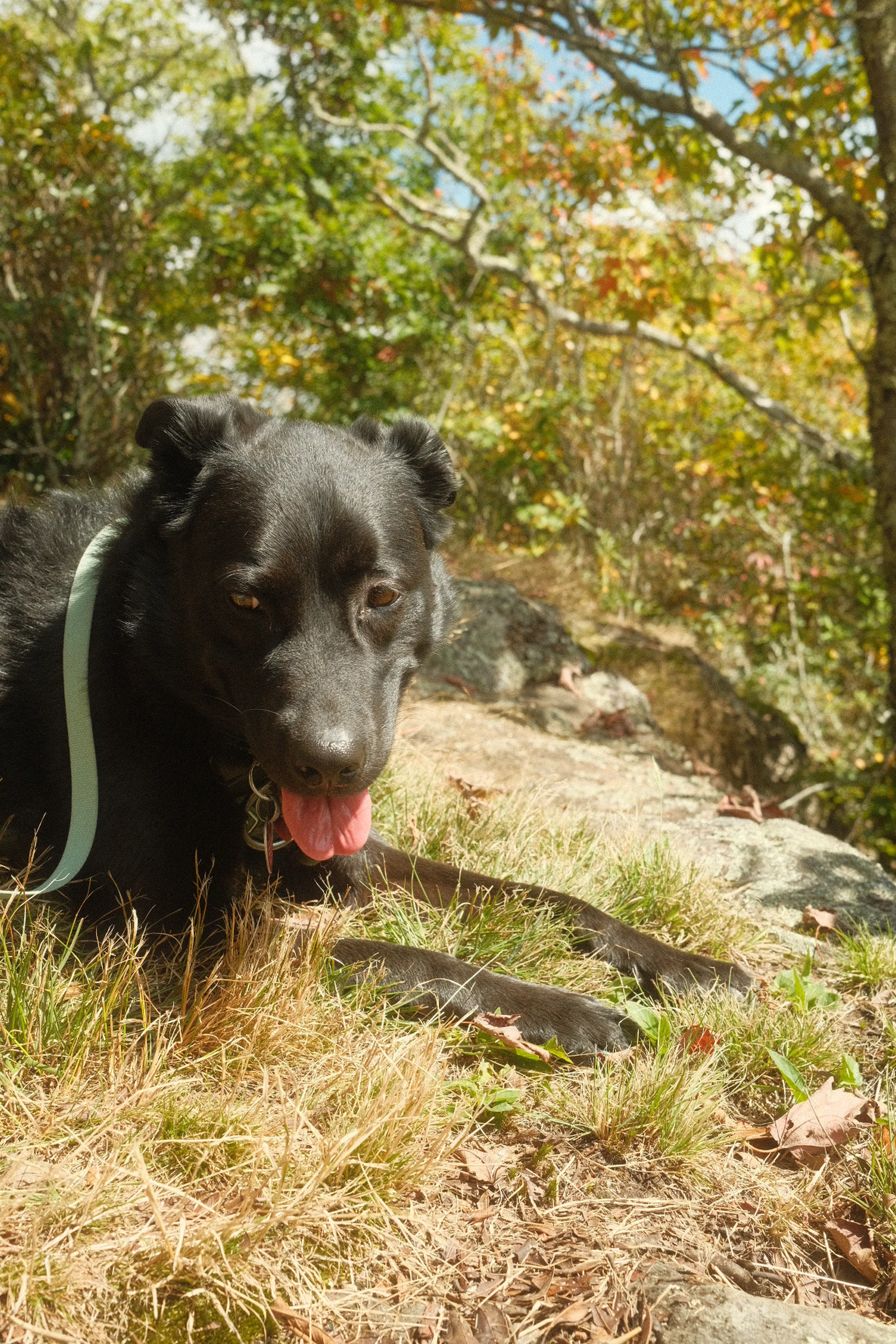 Apollo panting at mountain peak