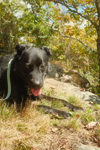 Apollo panting at mountain peak