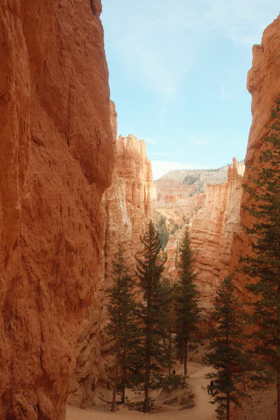Bryce canyon pine trees