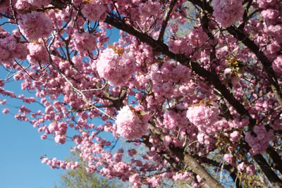 Close up of cherry blossoms in Portland OR