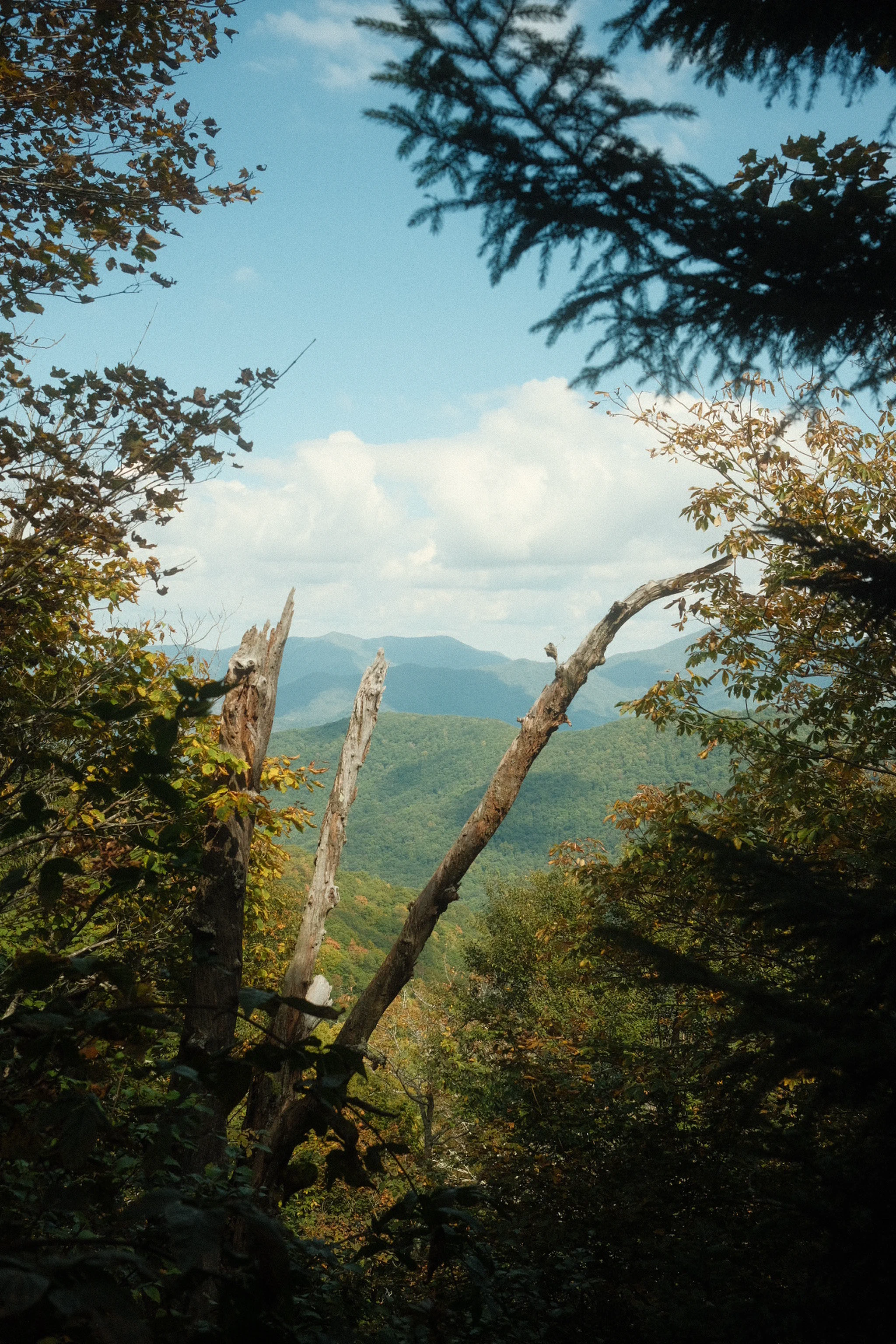 Forest overlook on blue ridge mountains